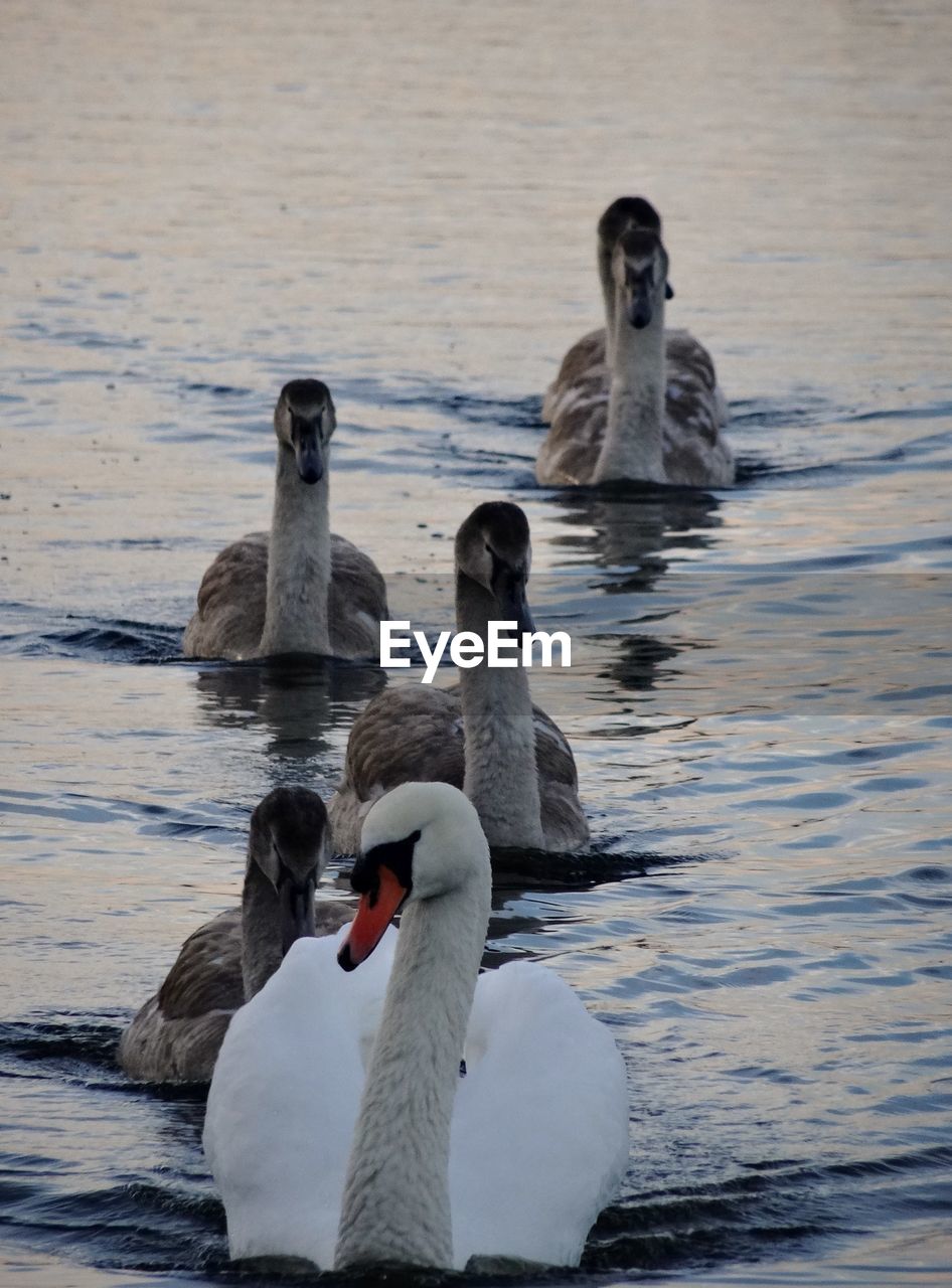 SWAN SWIMMING ON LAKE