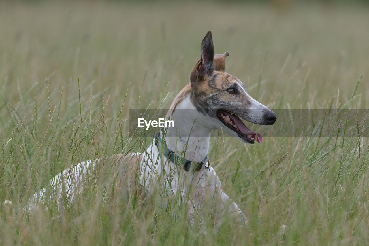 Copy space around the full body image of a greyhound dog in an open field. looking to the right
