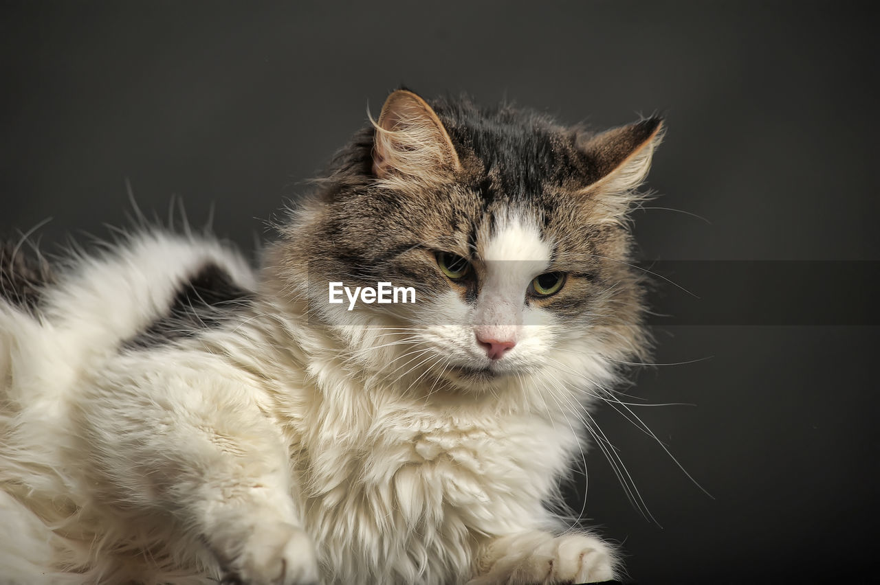 CLOSE-UP PORTRAIT OF A CAT