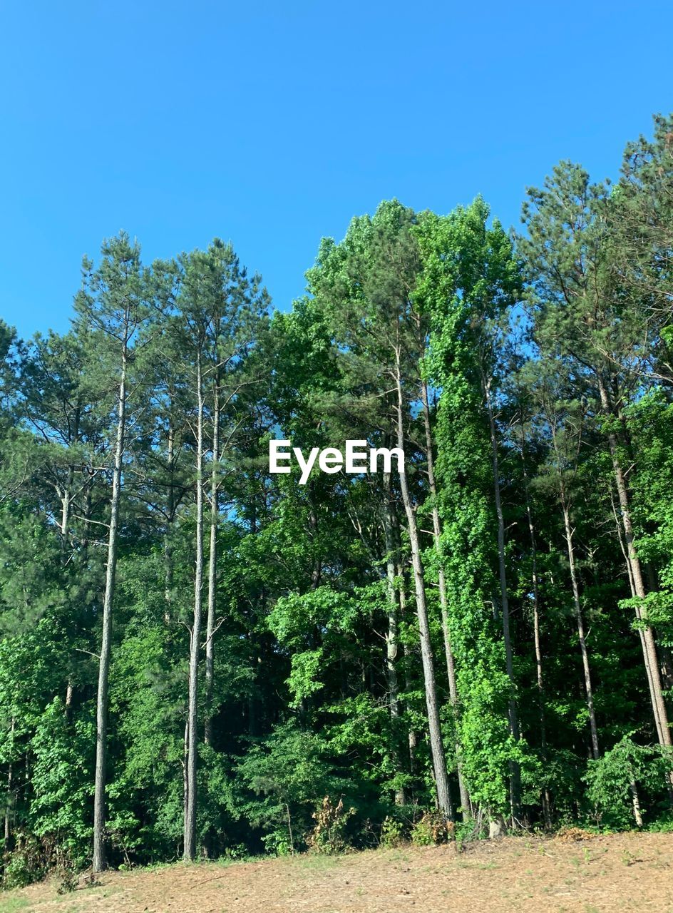 LOW ANGLE VIEW OF TREES AGAINST CLEAR SKY