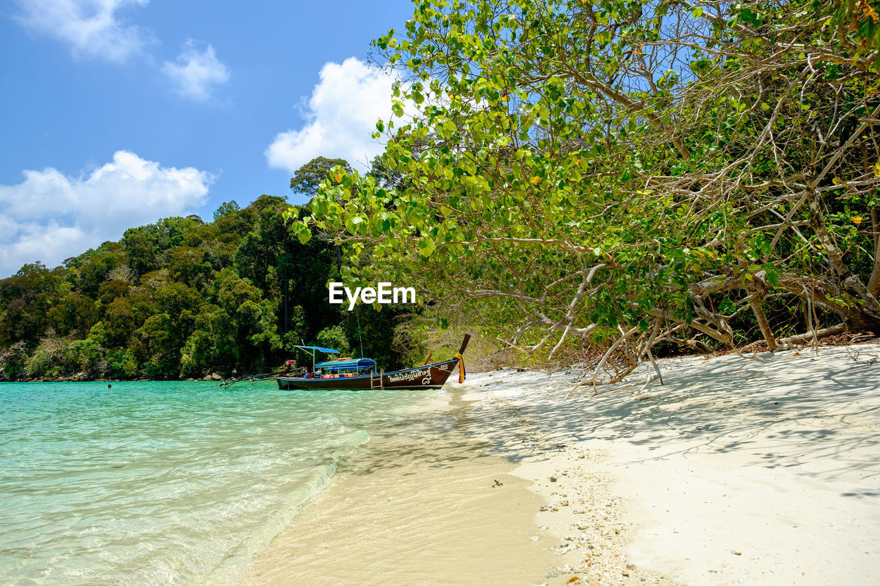 SCENIC VIEW OF SEA BY TREES AGAINST SKY