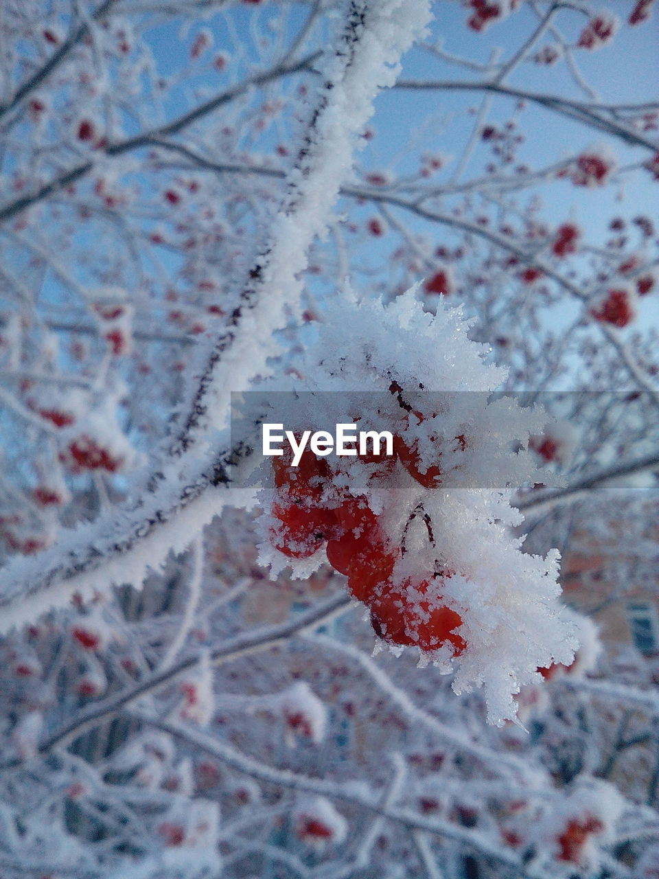 Low angle view of frozen berries on tree