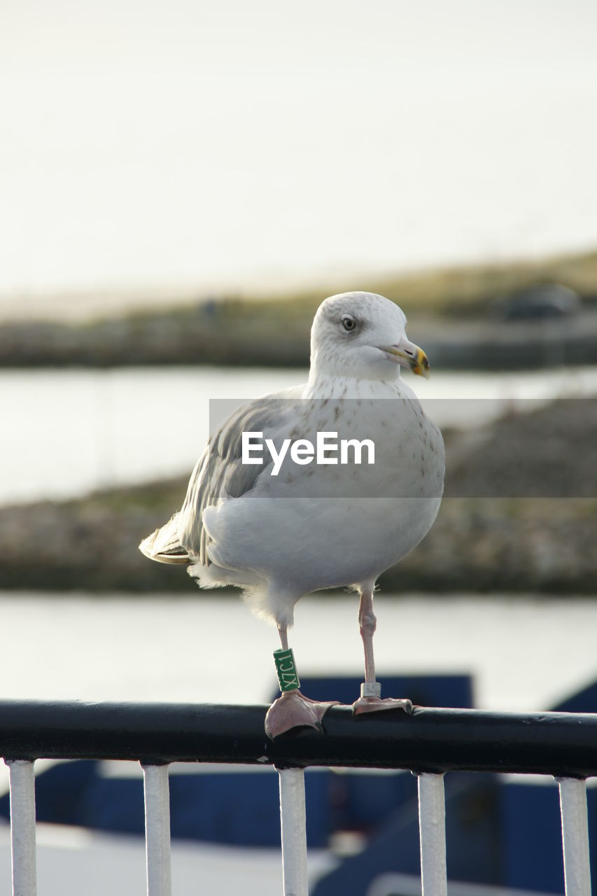 bird, animal themes, animal, animal wildlife, gull, wildlife, one animal, railing, seabird, european herring gull, perching, seagull, water, sea, focus on foreground, no people, nature, day, beak, great black-backed gull, outdoors, pier, white, full length