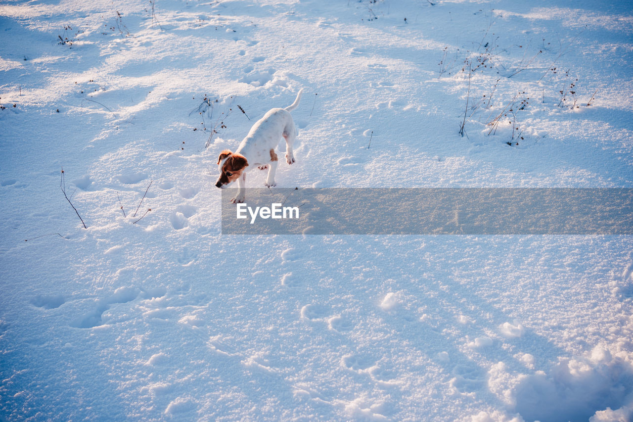 Cute jack russell dog in snowy mountain at sunset. pets in nature, winter season