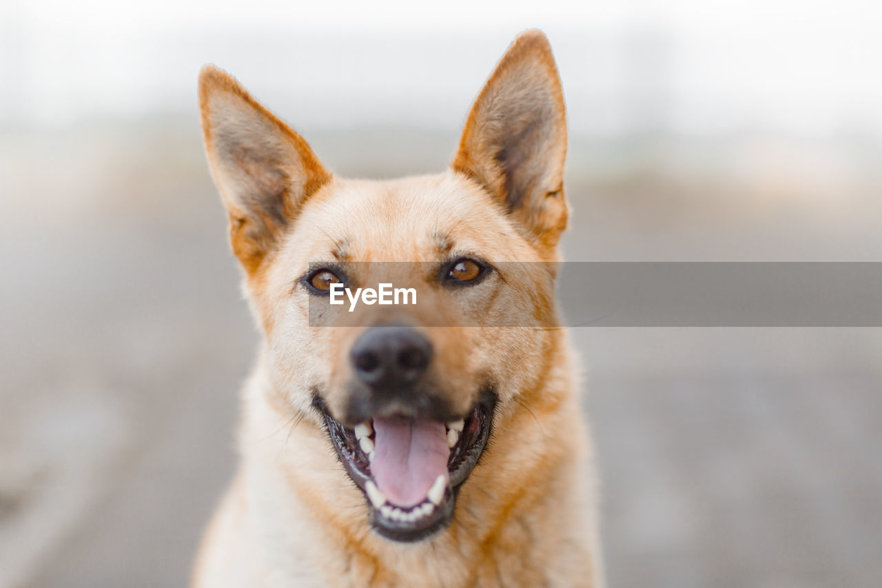 Close-up portrait of dog holding outdoors