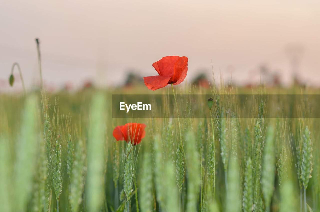 Close-up of red poppy flower on field