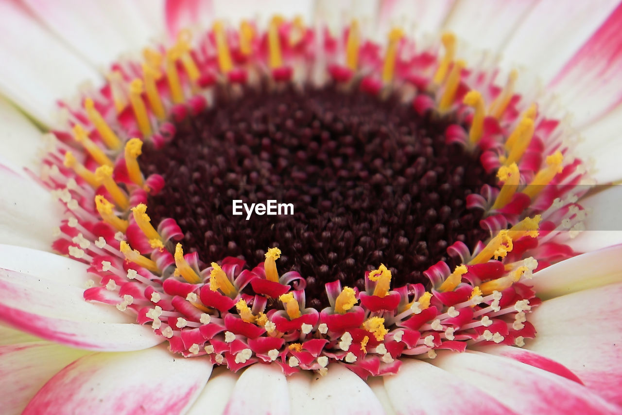 Macro of a pink and white gerbera daisy center.