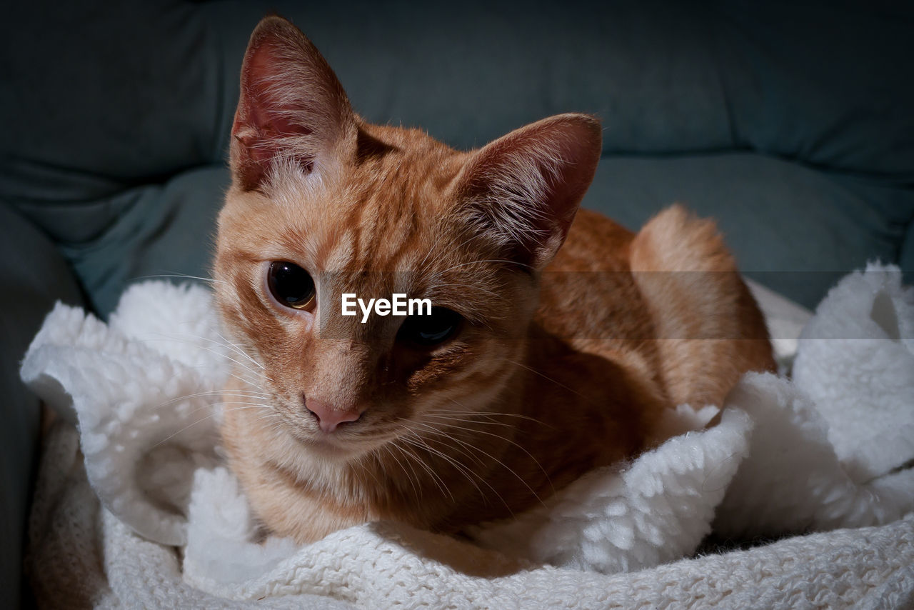 CLOSE-UP OF GINGER CAT SITTING ON SOFA AT HOME