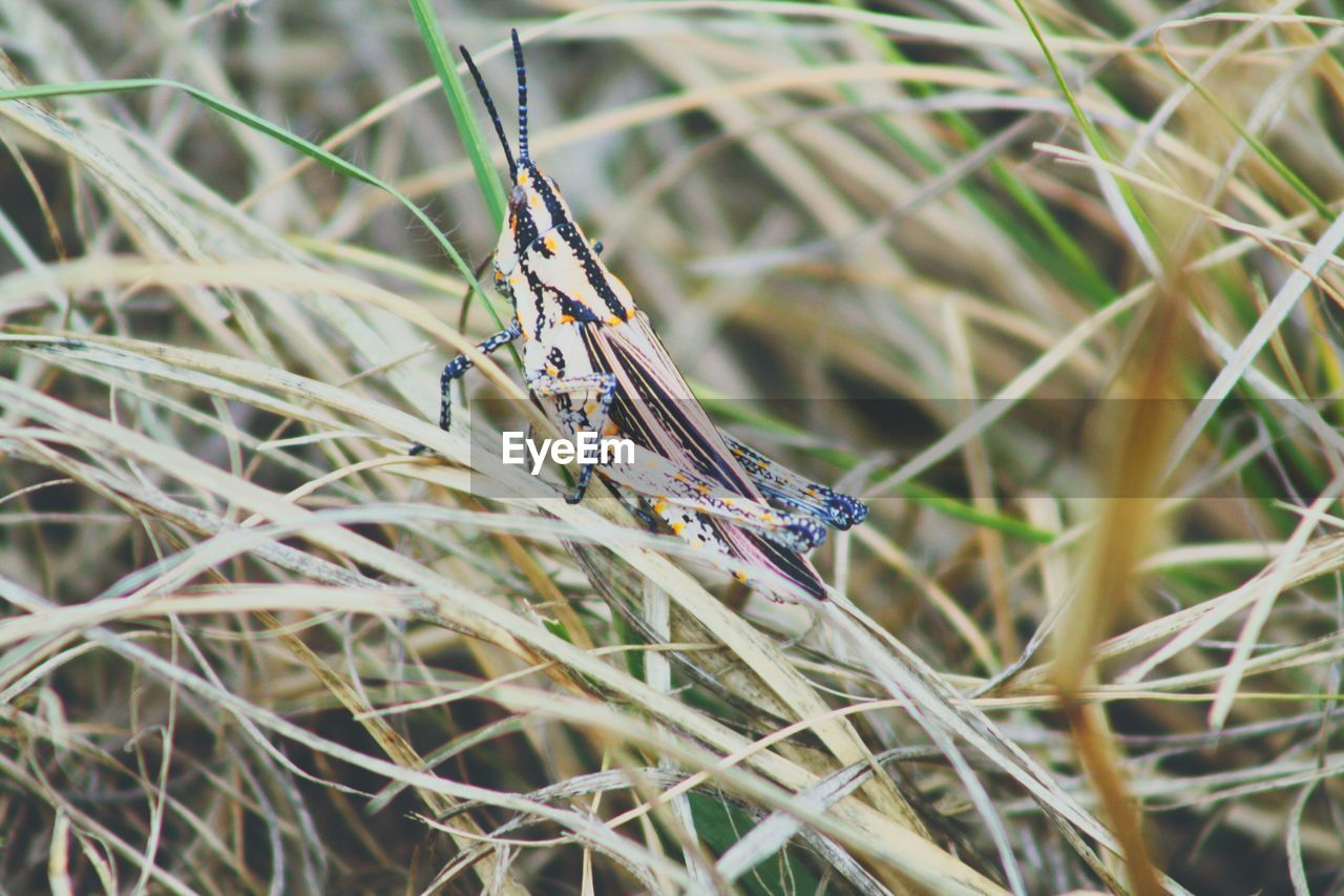 Close-up of grasshopper on dry grass