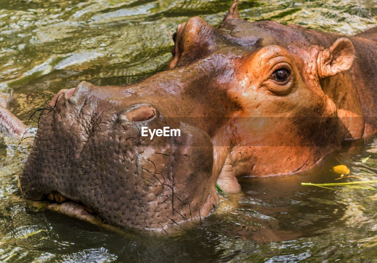 Close-up of hippopotamus swimming in lake