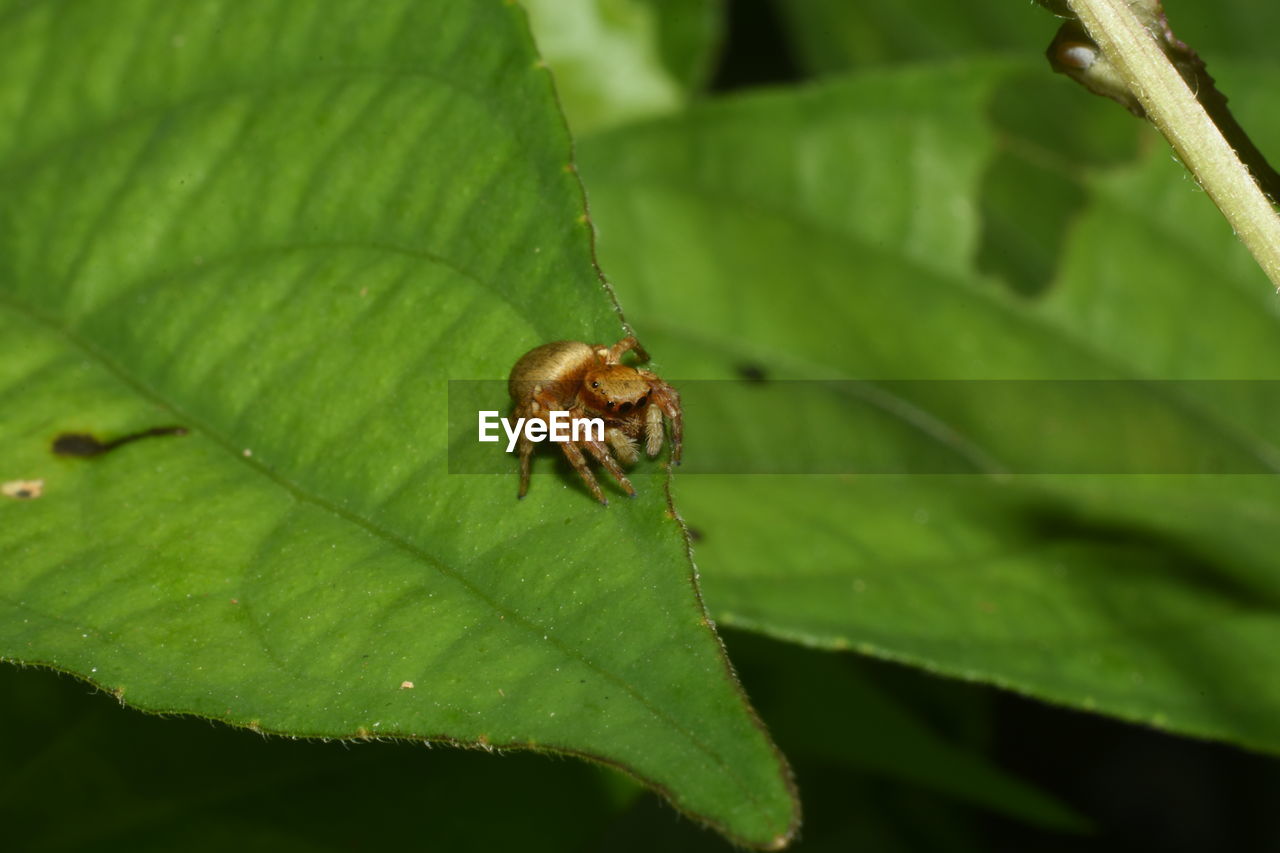 CLOSE-UP OF CATERPILLAR ON LEAF