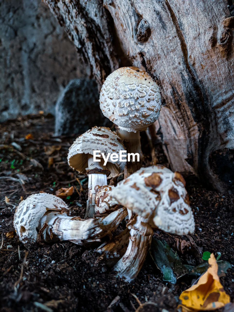 CLOSE-UP OF MUSHROOM GROWING ON TREE