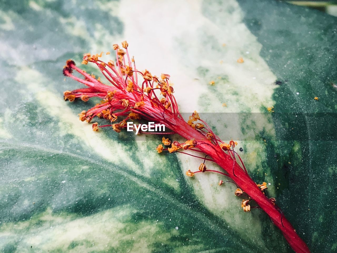 CLOSE-UP OF RED FLOWERS