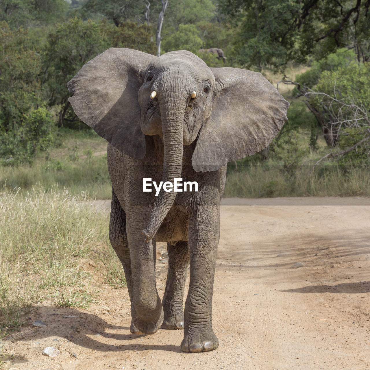 CLOSE-UP OF ELEPHANT IN THE LAND