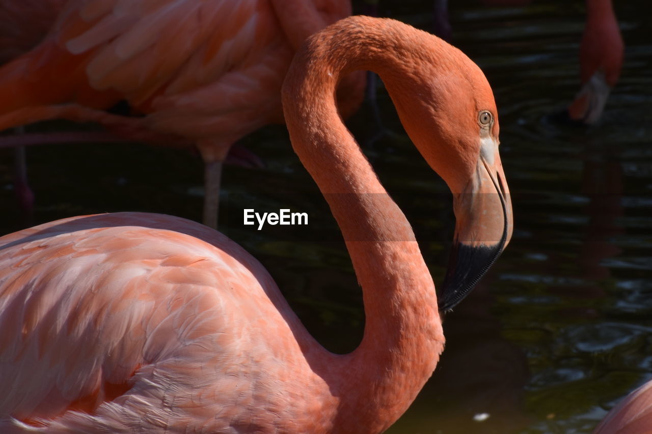 Beautiful vibrant salmon pink and orange colored flamingo with elegant long neck and beak