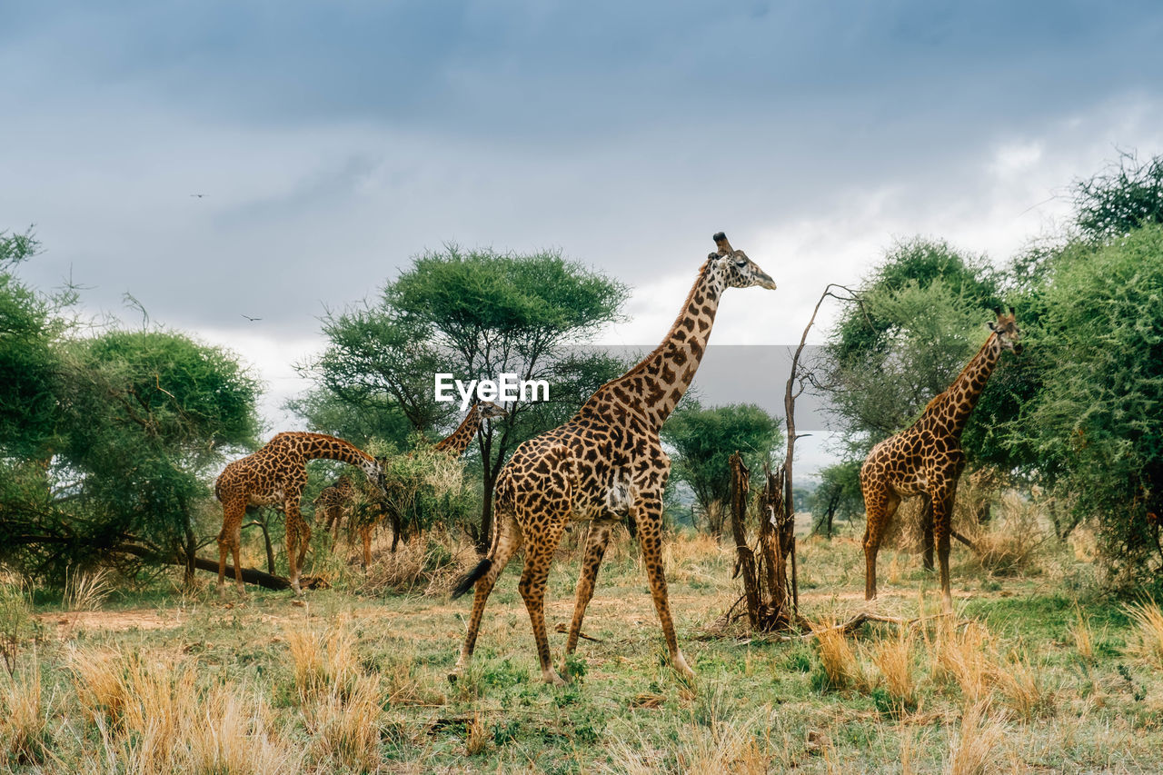 GIRAFFES STANDING ON GRASS AGAINST SKY