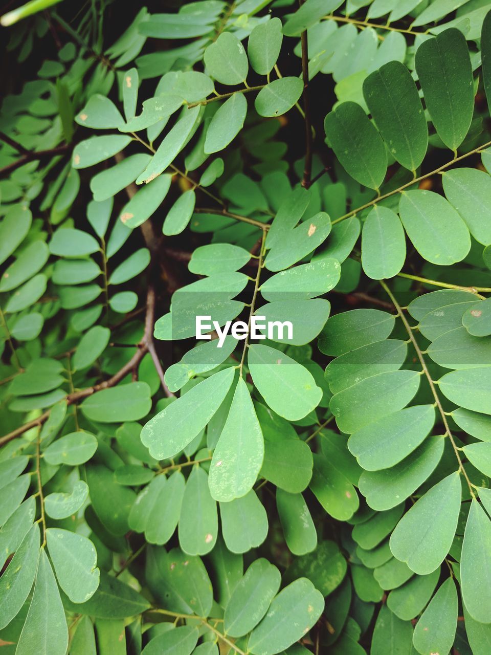 CLOSE-UP OF GREEN INSECT ON PLANT