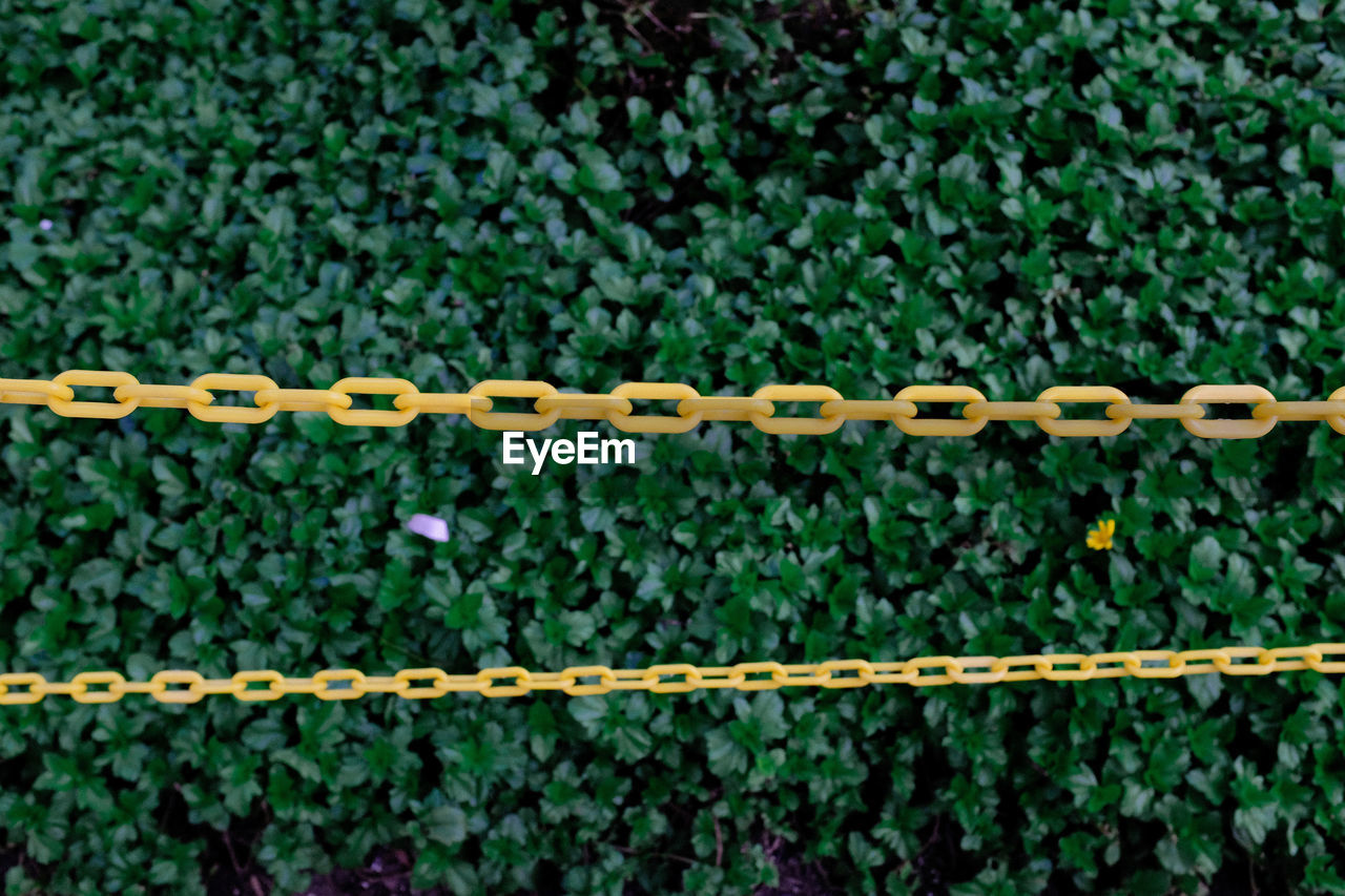 CLOSE-UP OF IVY ON PLANTS