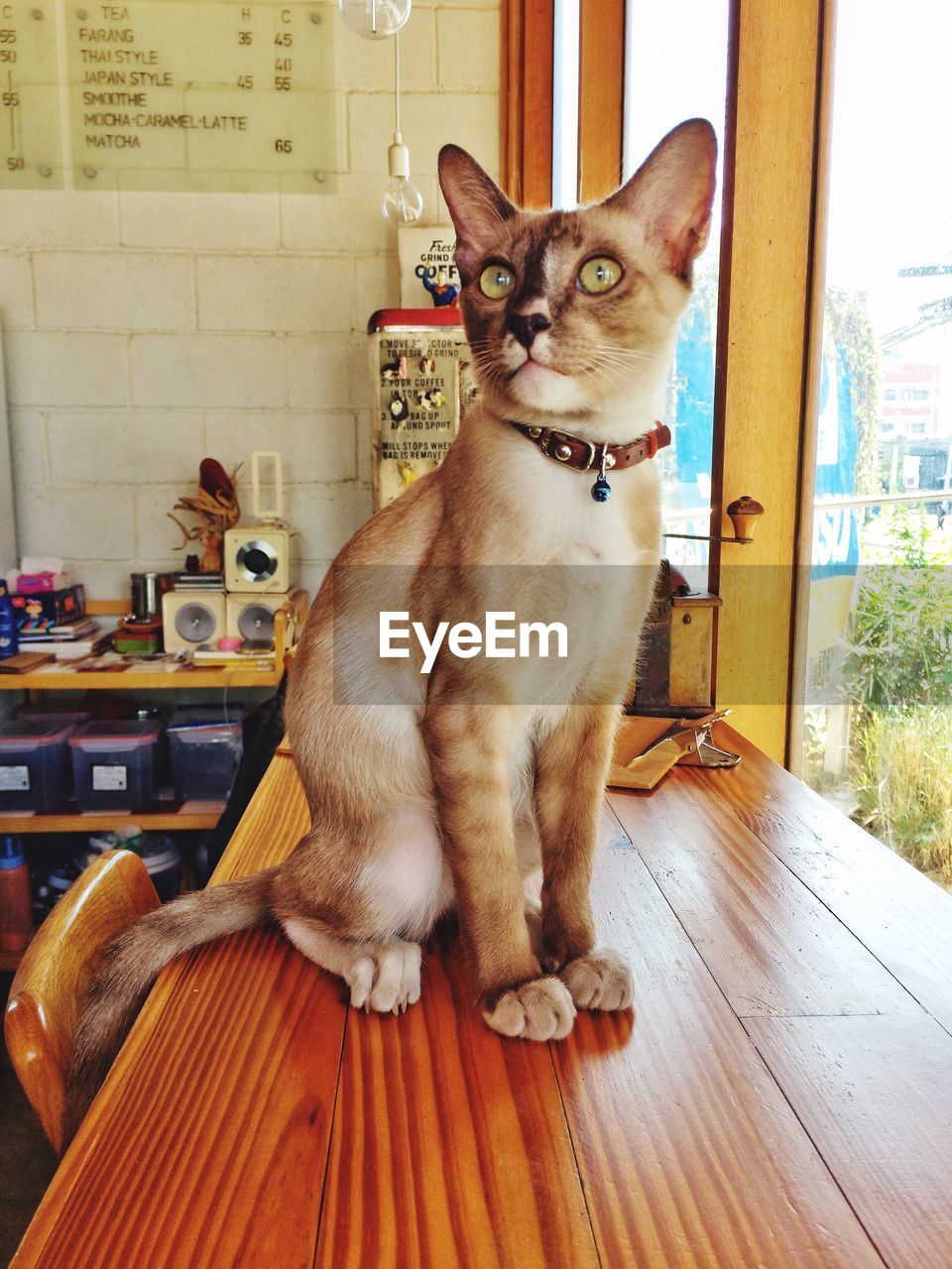 PORTRAIT OF CAT SITTING ON SOFA