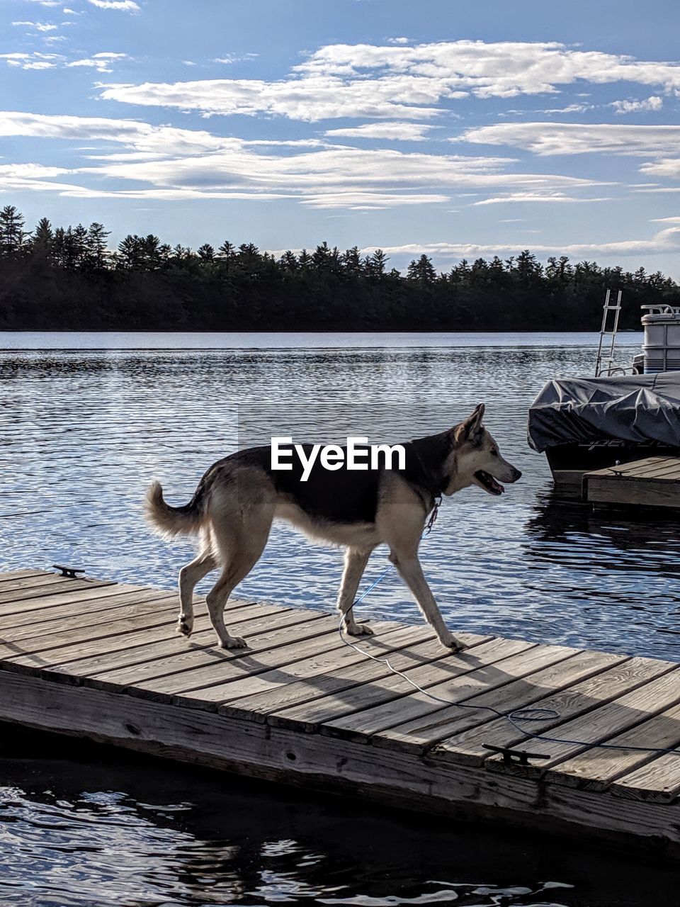 DOG STANDING IN LAKE