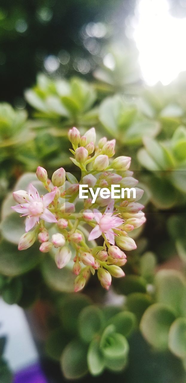 CLOSE-UP OF PINK FLOWER PLANT