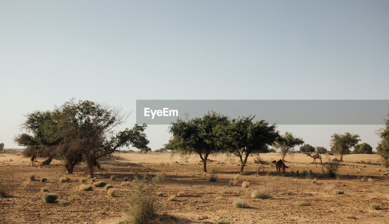 SCENIC VIEW OF TREES ON FIELD AGAINST SKY