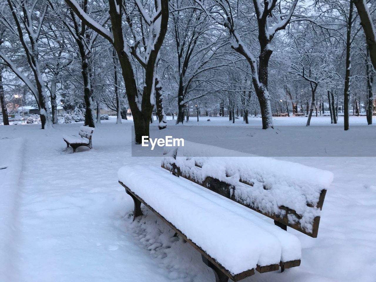 SNOW COVERED LAND AND BARE TREES IN WINTER