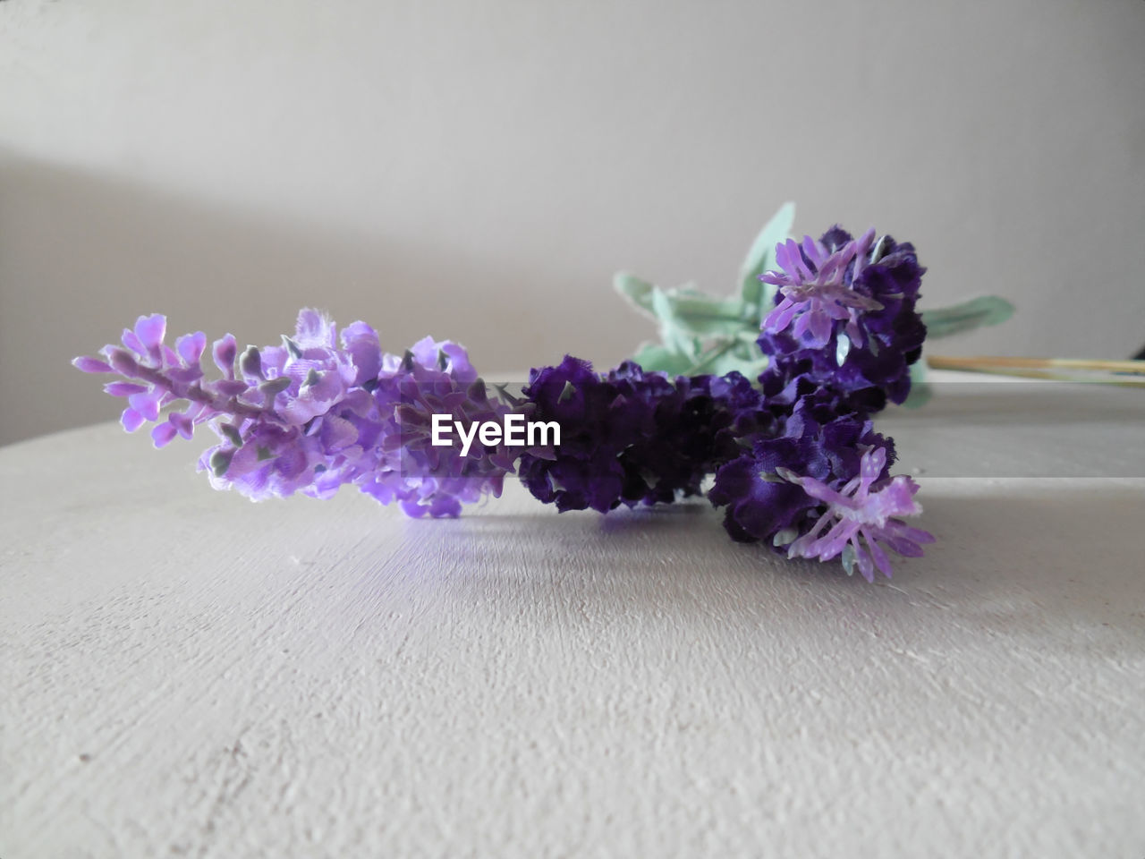 Close-up of purple flowering plant on table