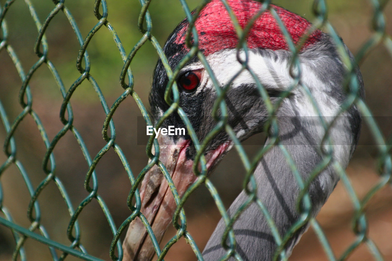 Close-up of bird in cage at zoo