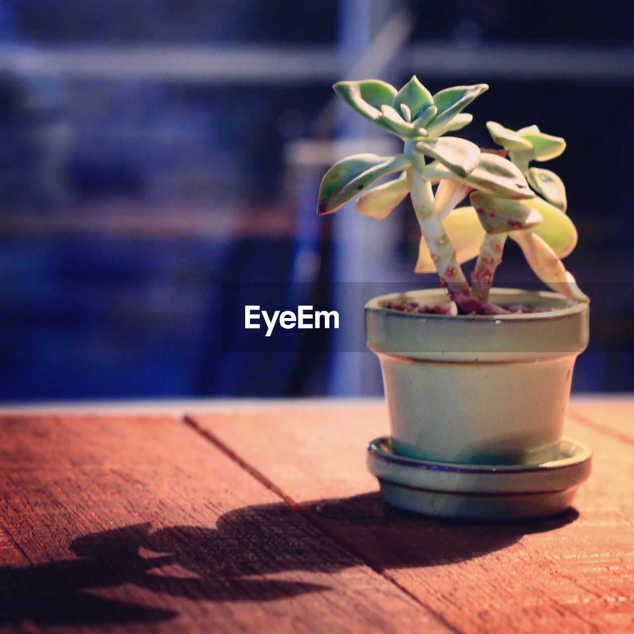 CLOSE-UP OF POTTED PLANT