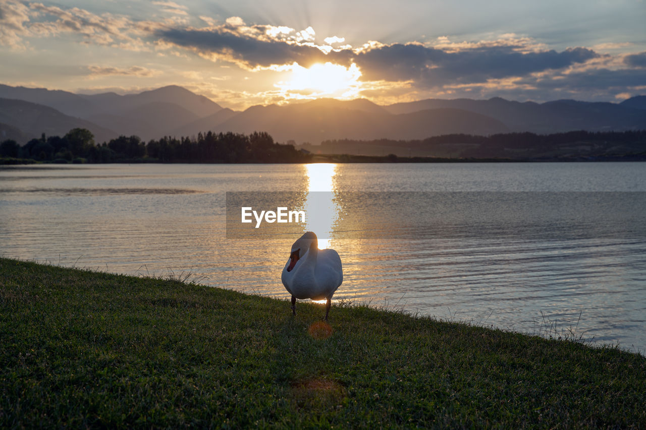 VIEW OF BIRD IN LAKE