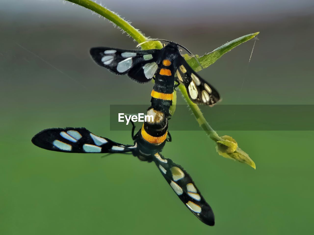 CLOSE-UP OF BUTTERFLY PERCHING ON FLOWER