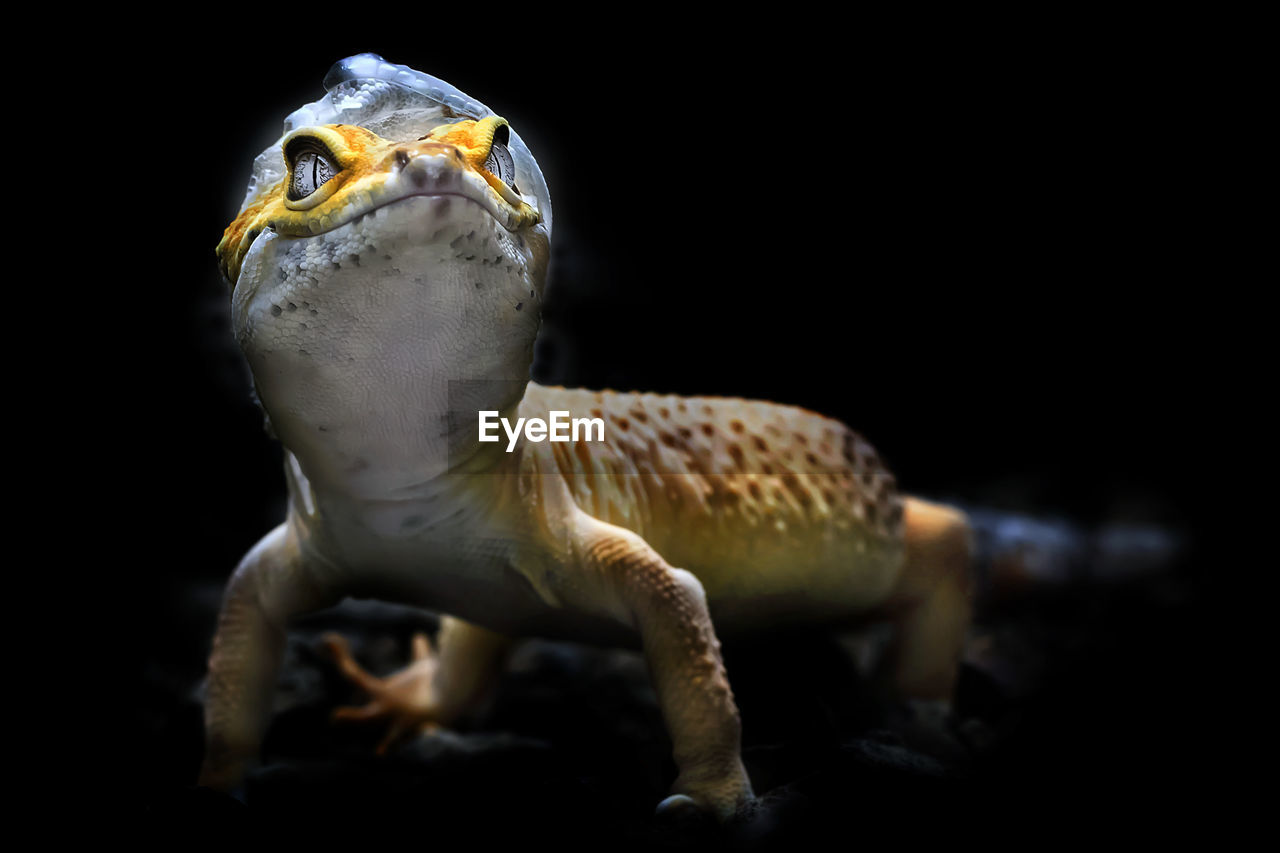 Lemon frost gecko shed its skin, all shedding process captured, amazing animal reptile photo series