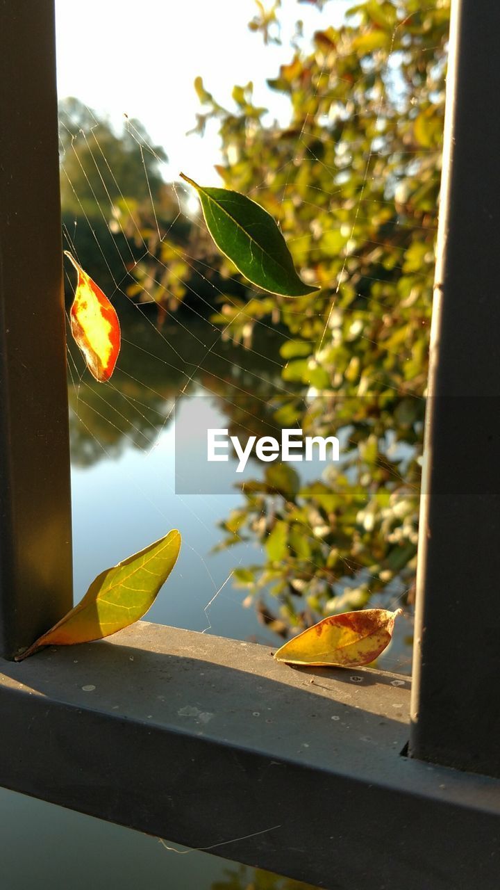 CLOSE-UP OF SPIDER ON WEB BY WINDOW AGAINST TREES