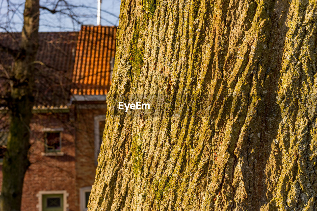 CLOSE-UP OF MOSS GROWING ON TREE TRUNK AGAINST BUILDING