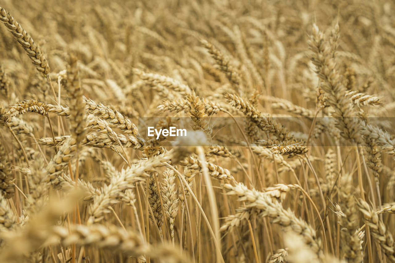 agriculture, crop, cereal plant, plant, field, rural scene, food, landscape, land, growth, wheat, farm, food grain, nature, beauty in nature, barley, emmer, selective focus, no people, environment, cereal, backgrounds, rye, summer, triticale, close-up, food and drink, gold, outdoors, tranquility, harvesting, day, scenics - nature, whole grain, sunlight, einkorn wheat, grass, sky, ripe