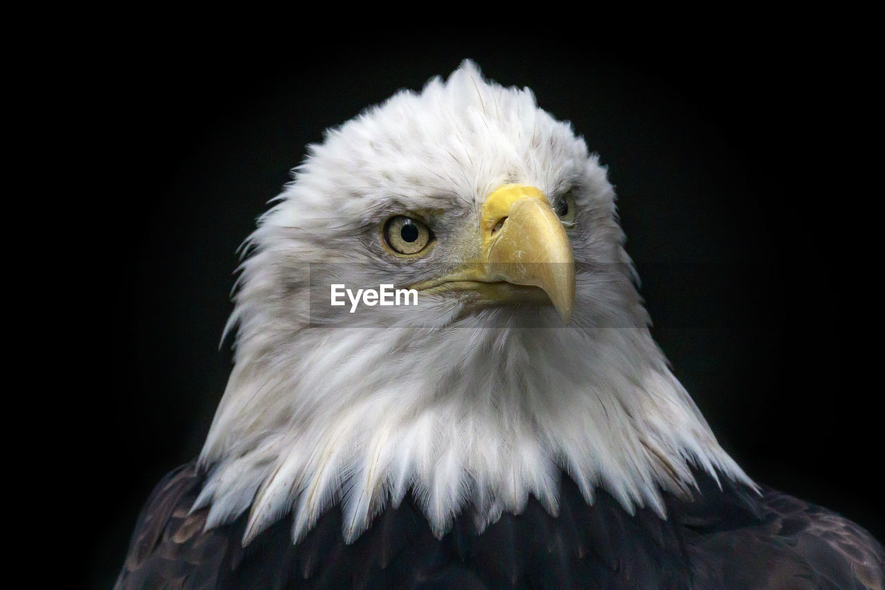 CLOSE-UP PORTRAIT OF EAGLE