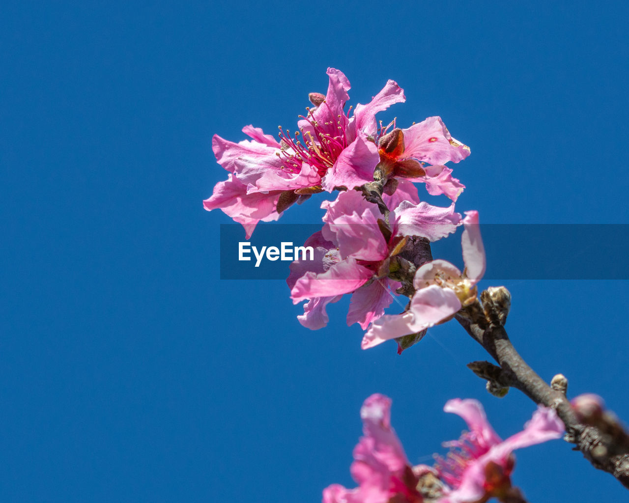 LOW ANGLE VIEW OF CHERRY BLOSSOMS AGAINST SKY