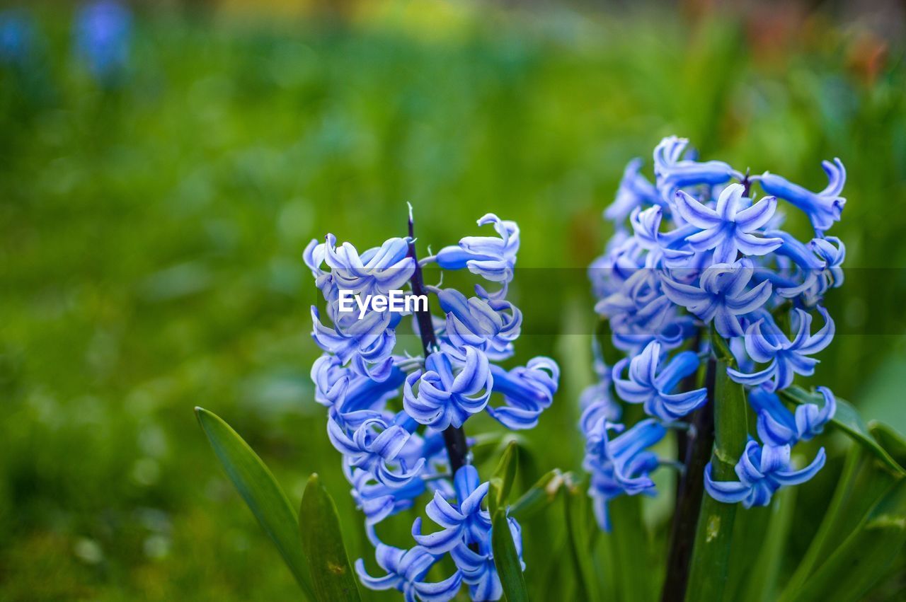 Close-up of blue hyacinths blooming in park