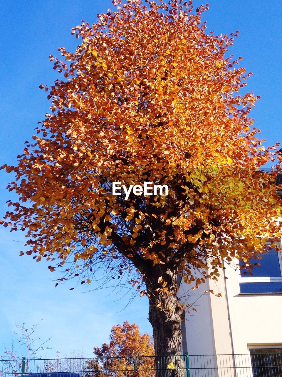 LOW ANGLE VIEW OF TREES AGAINST CLEAR SKY