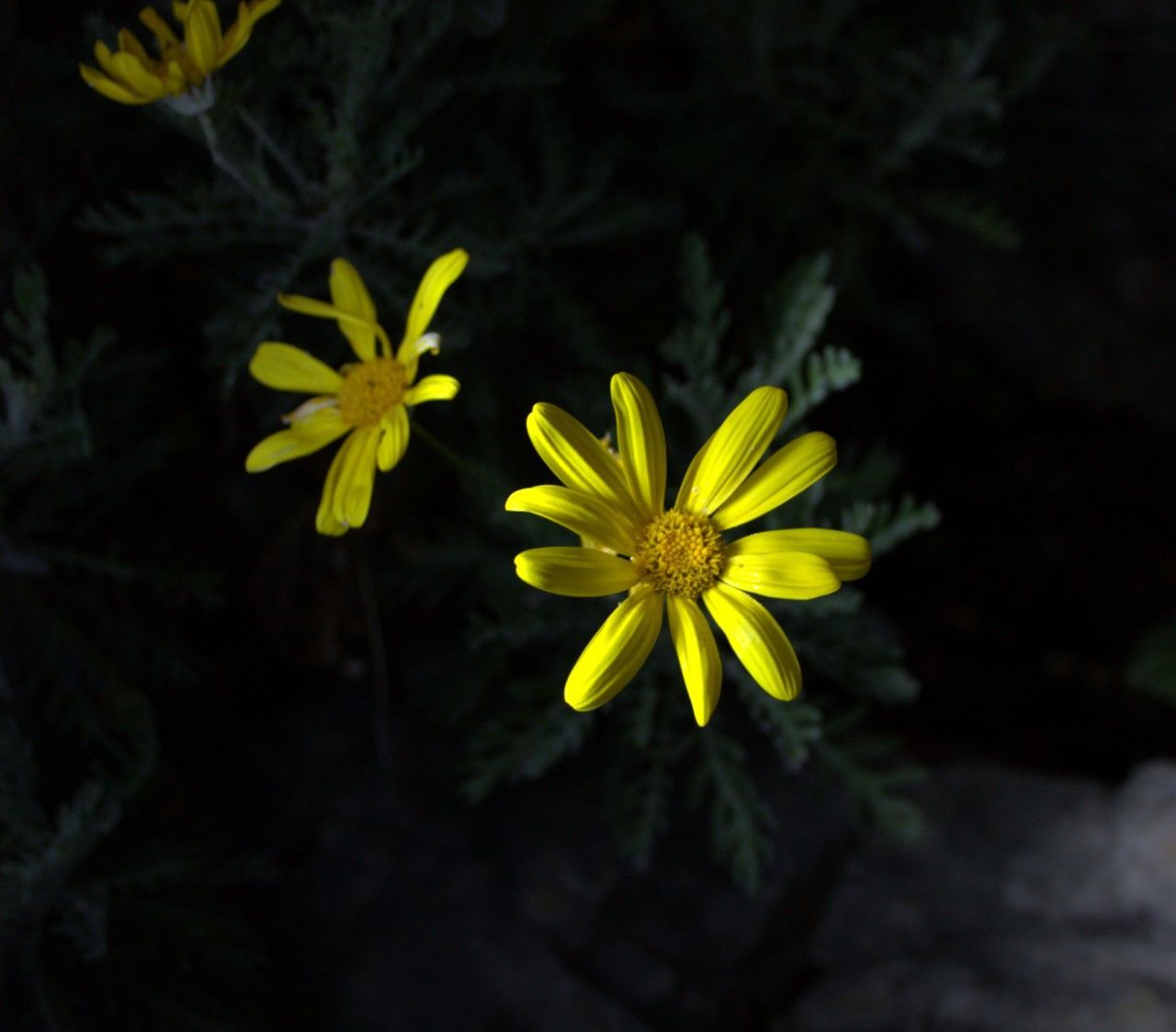 Close-up of white flowers