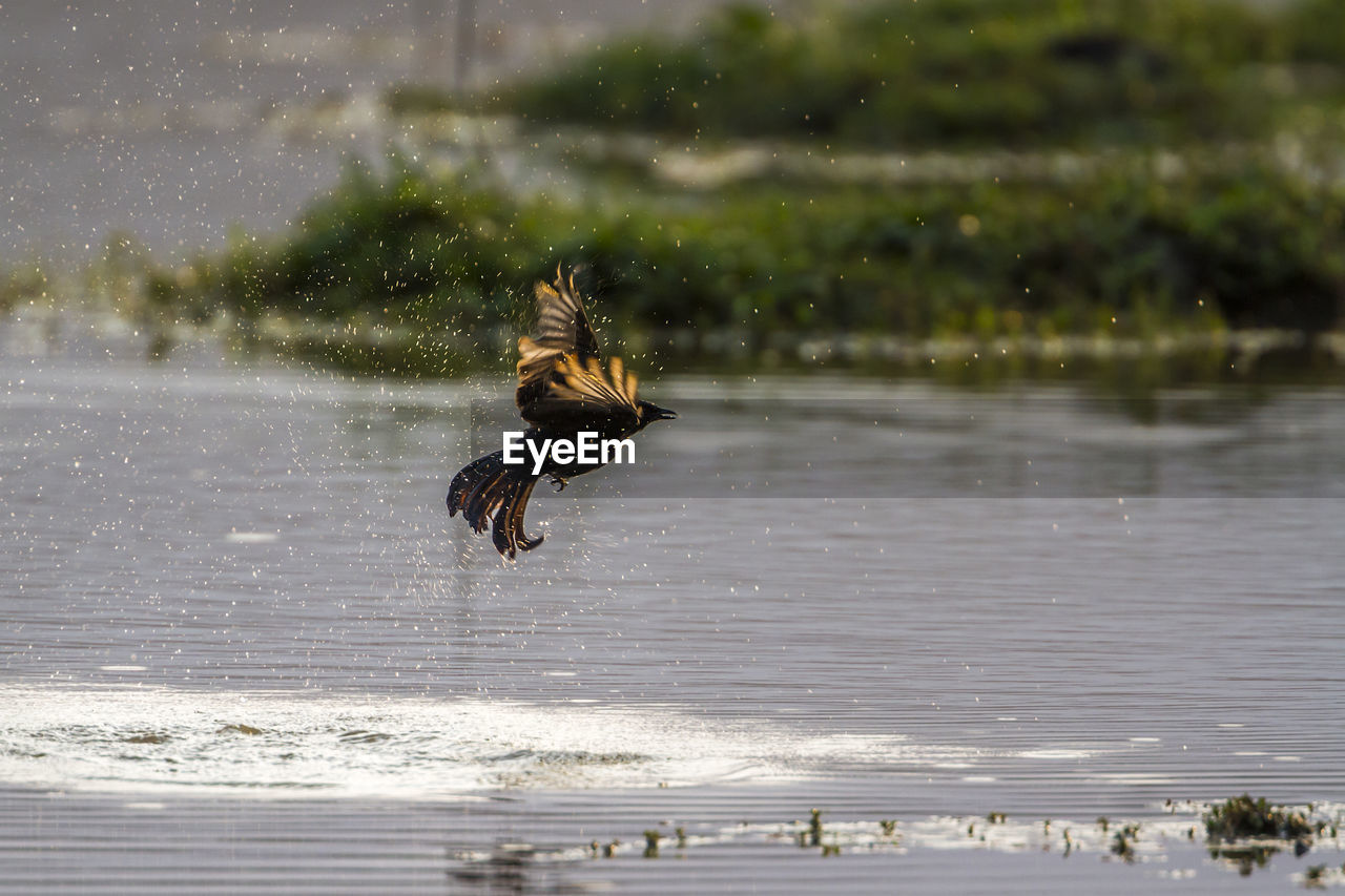 BIRD FLYING IN A WATER