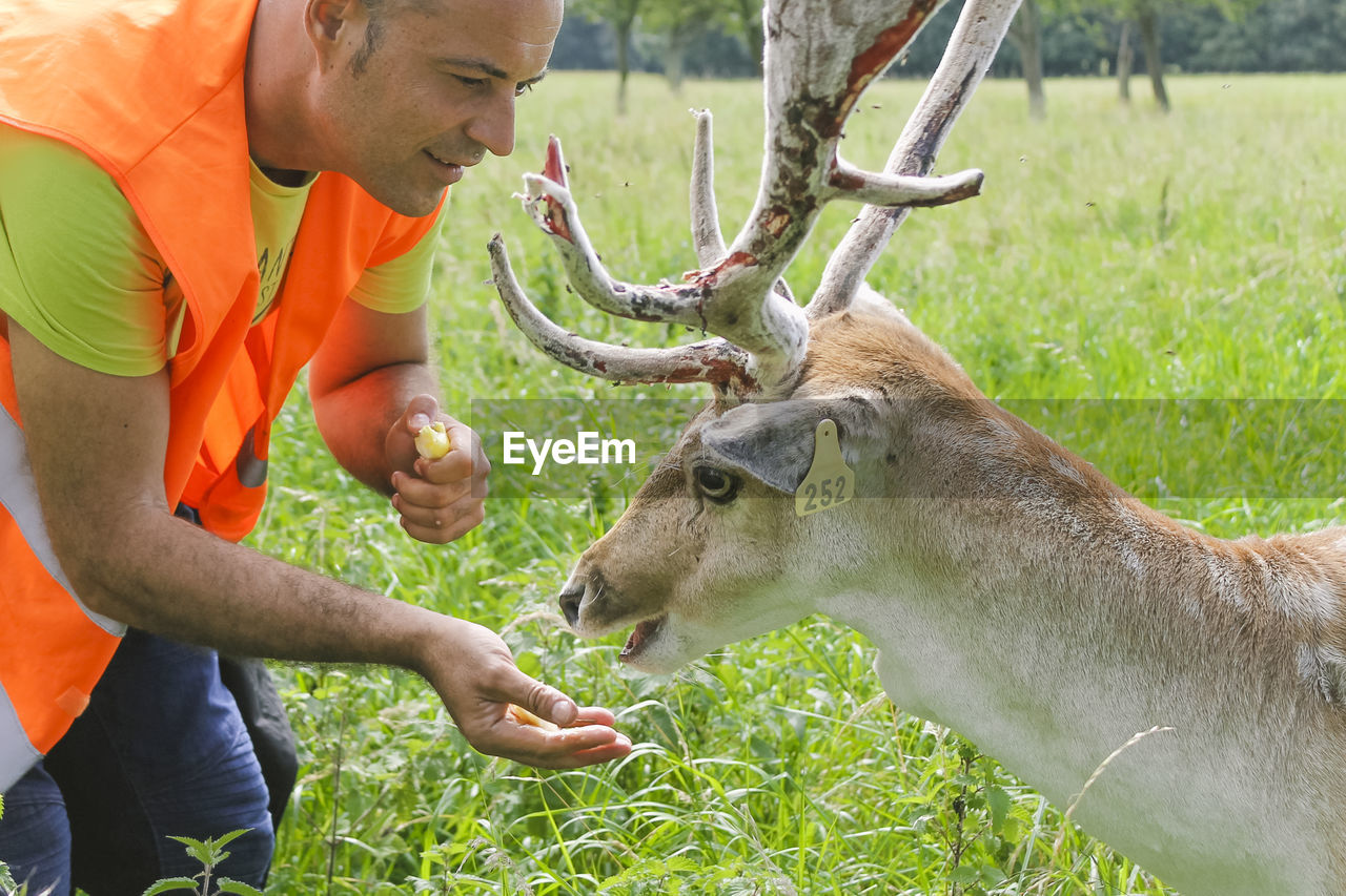 Man feeding deer on field