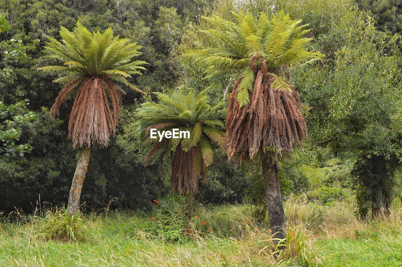 PALM TREES IN VINEYARD