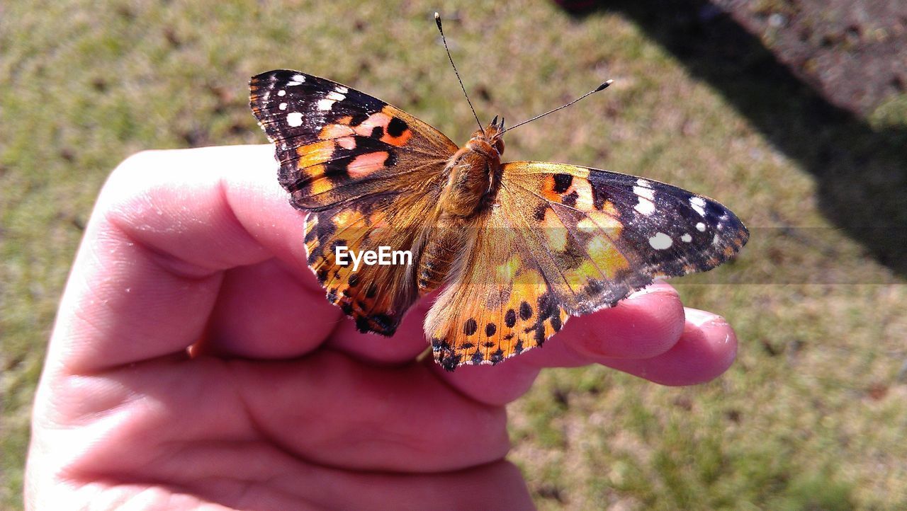 Close-up of butterfly on finger