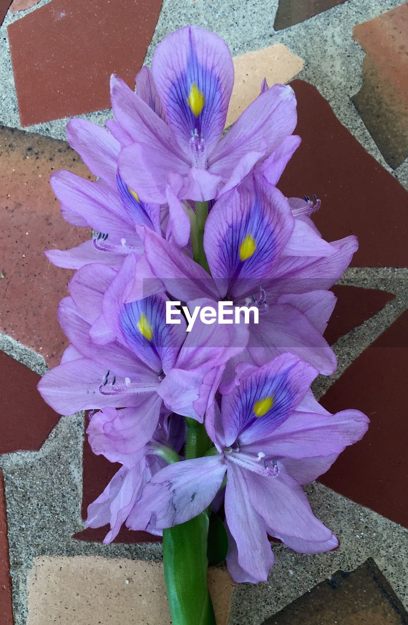 CLOSE-UP OF PINK FLOWERS BLOOMING