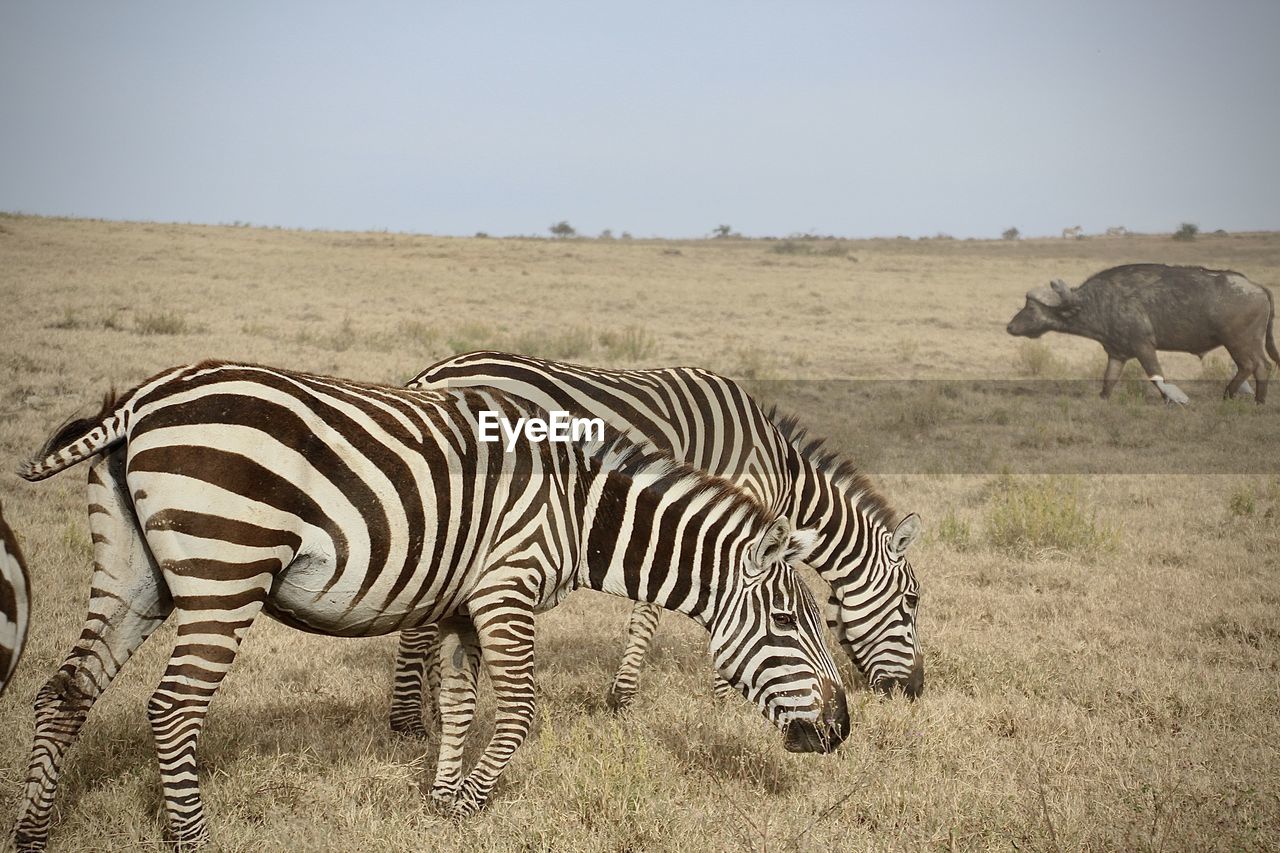 Zebra standing on field