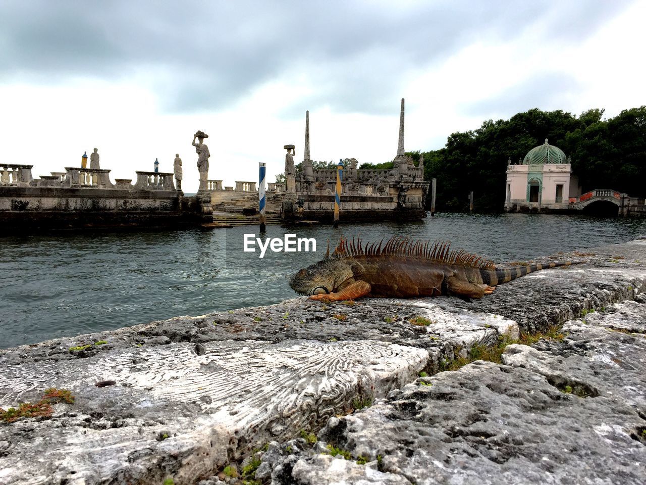 Iguana on pier