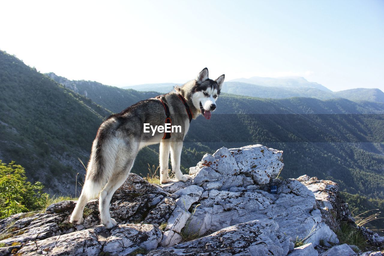 Dog on rock against mountains