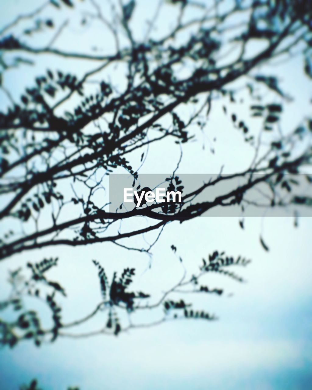 LOW ANGLE VIEW OF BIRD PERCHING ON BRANCH